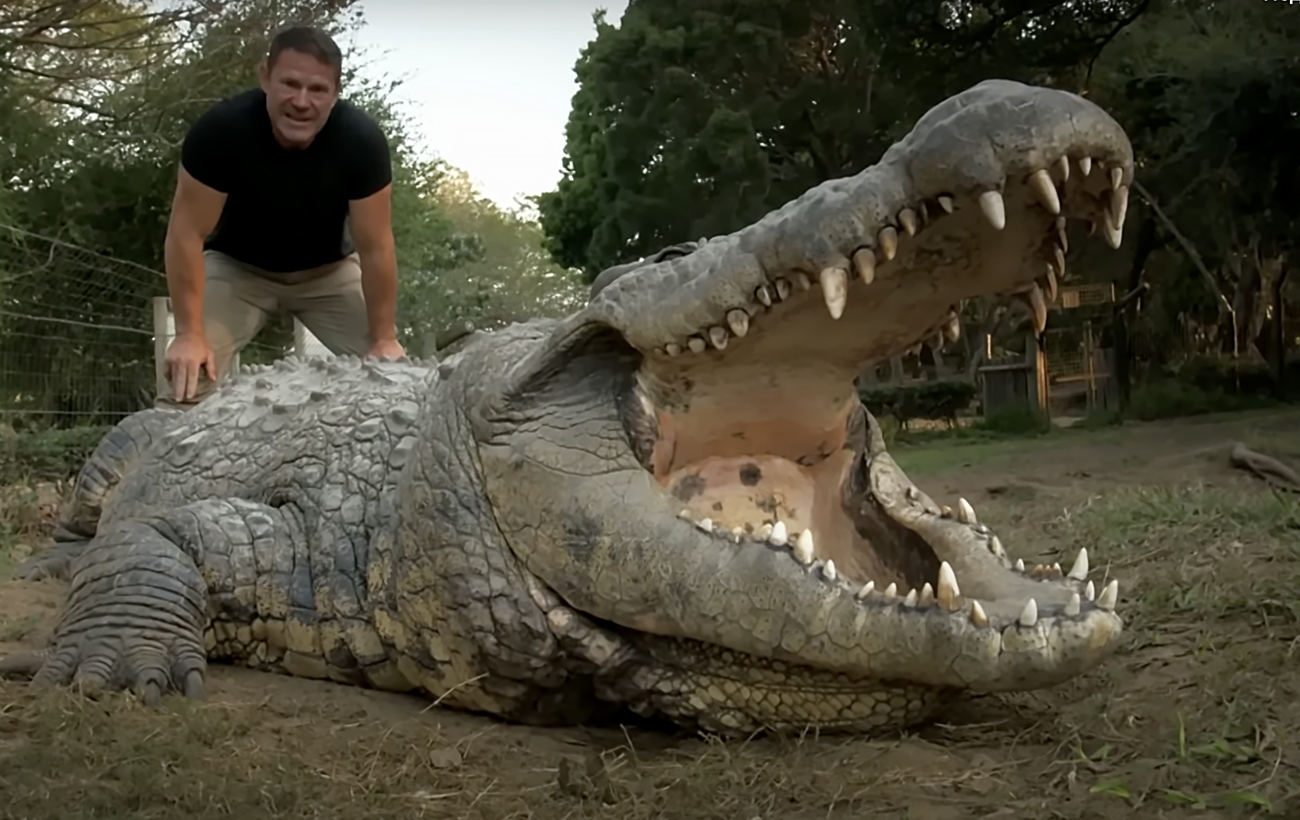 Как выглядит старейший крокодил в мире, у которого более 10 тысяч наследников (видео)